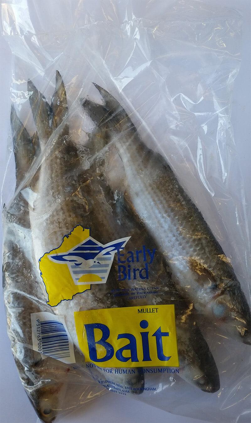 Mullet frozen bait — Earlybird Bait Western Australia
