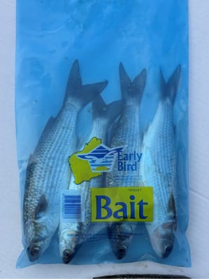 Mullet frozen bait — Earlybird Bait Western Australia